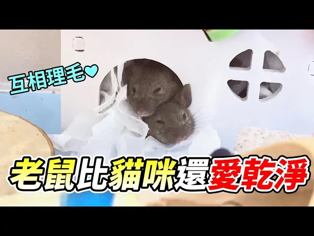 老鼠 比 貓咪 還愛乾淨 嬌糖維糖 理毛 全紀錄【維鼠小劇場】